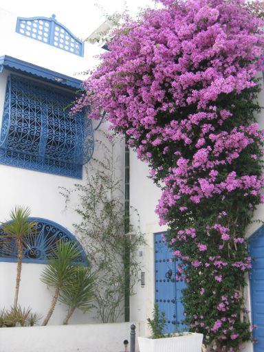 Bougainvilliers de Sidi Bou Saïd