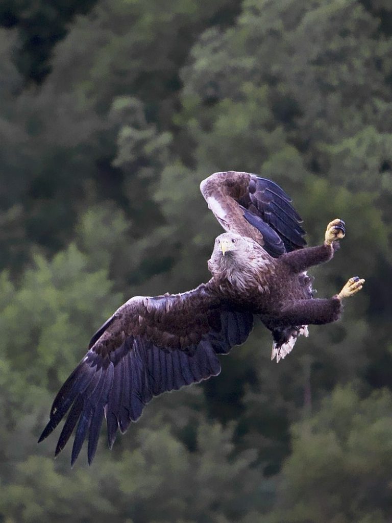 Pyguargue ou Aigle pécheur